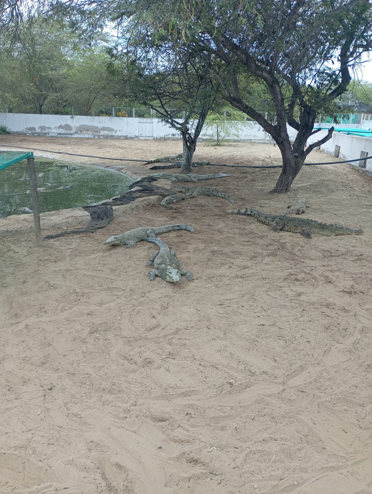 Manglares y cocodrilos - imagen 2