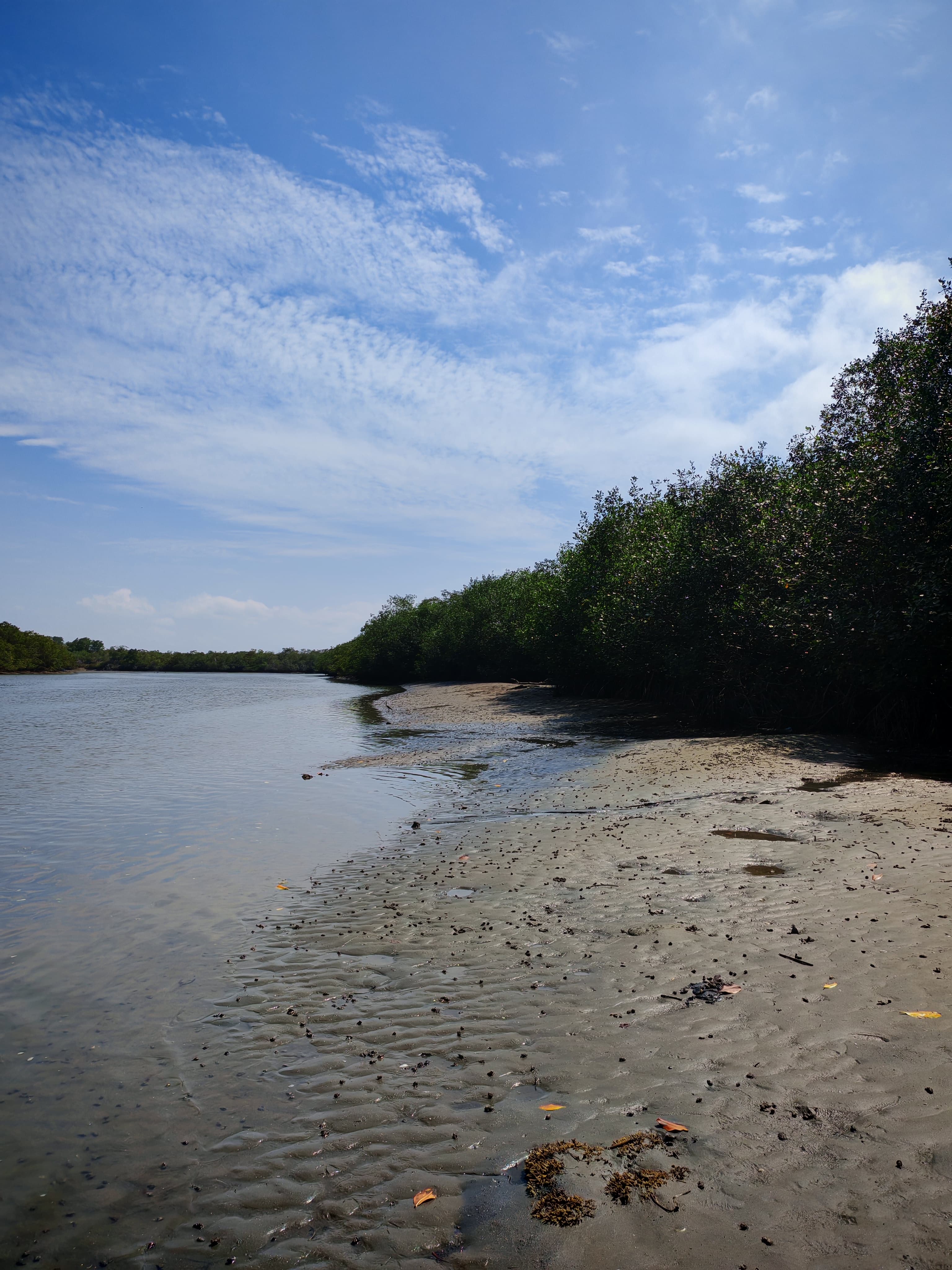 Manglares y cocodrilos - imagen 3