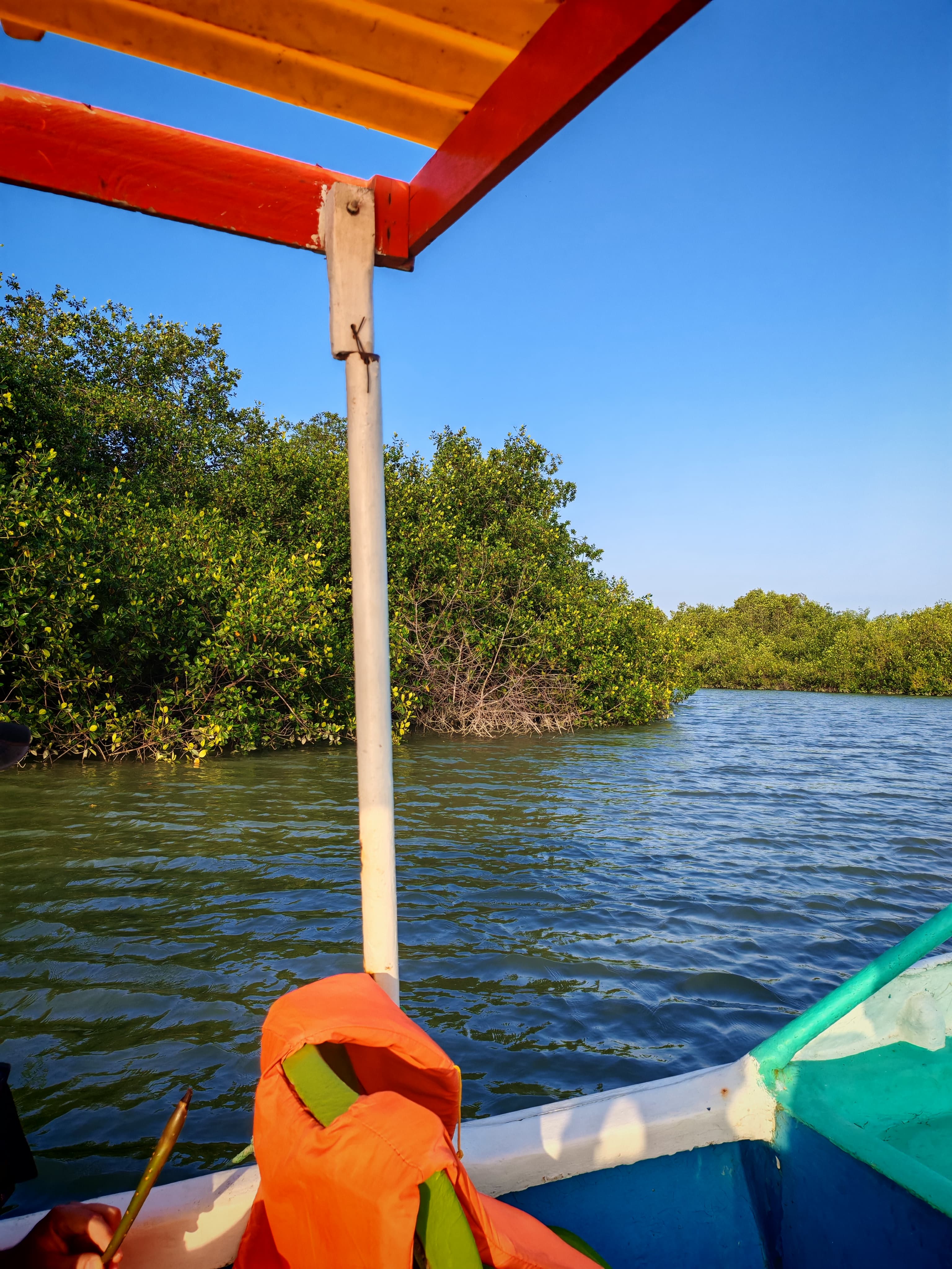 Manglares y cocodrilos - imagen 4