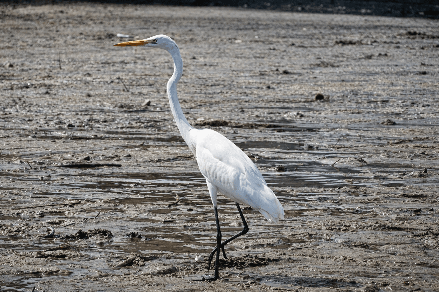Pajaros y manglares - imagen 3