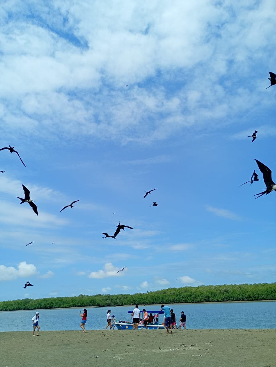 Pajaros y manglares - imagen 5