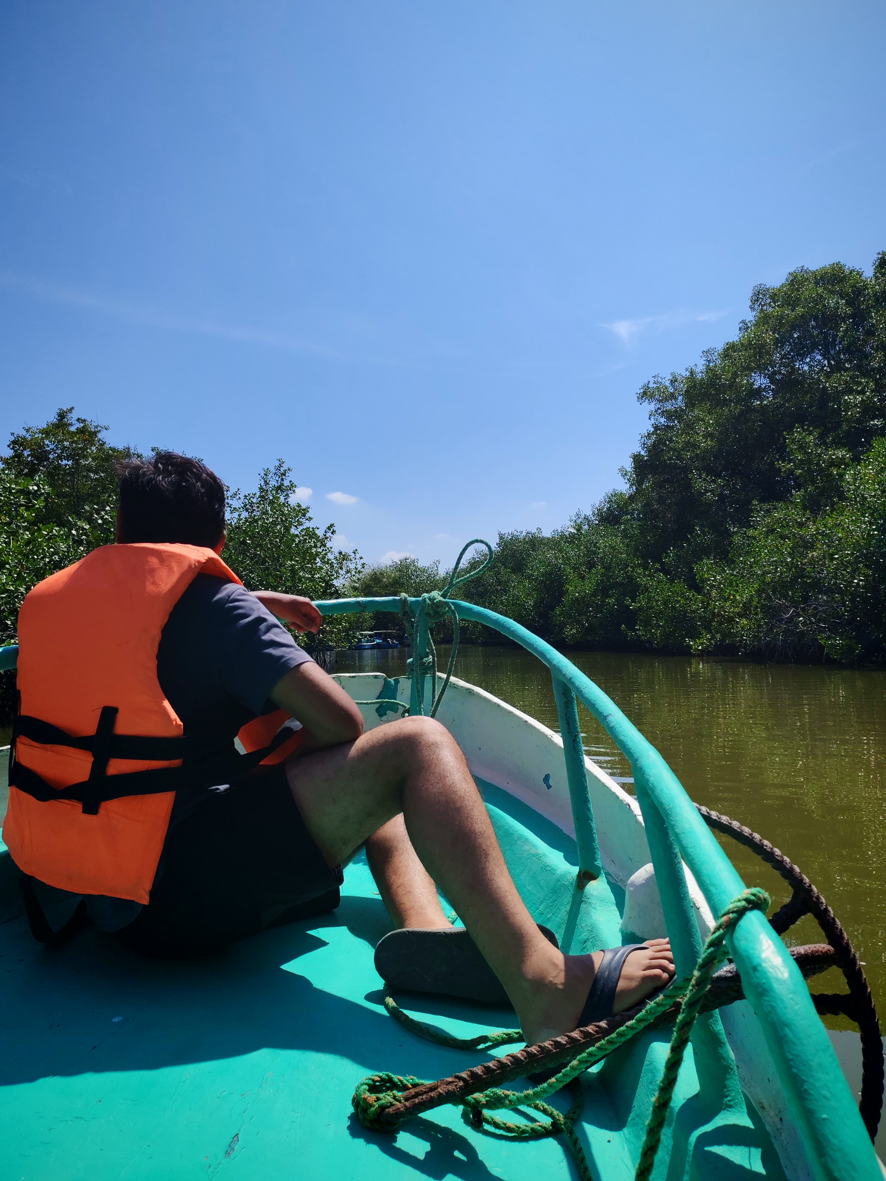 Isla, pajaros y manglares - imagen 3