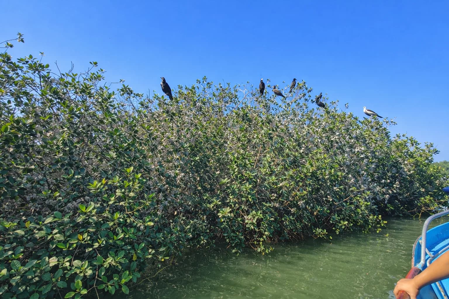Isla, pajaros y manglares