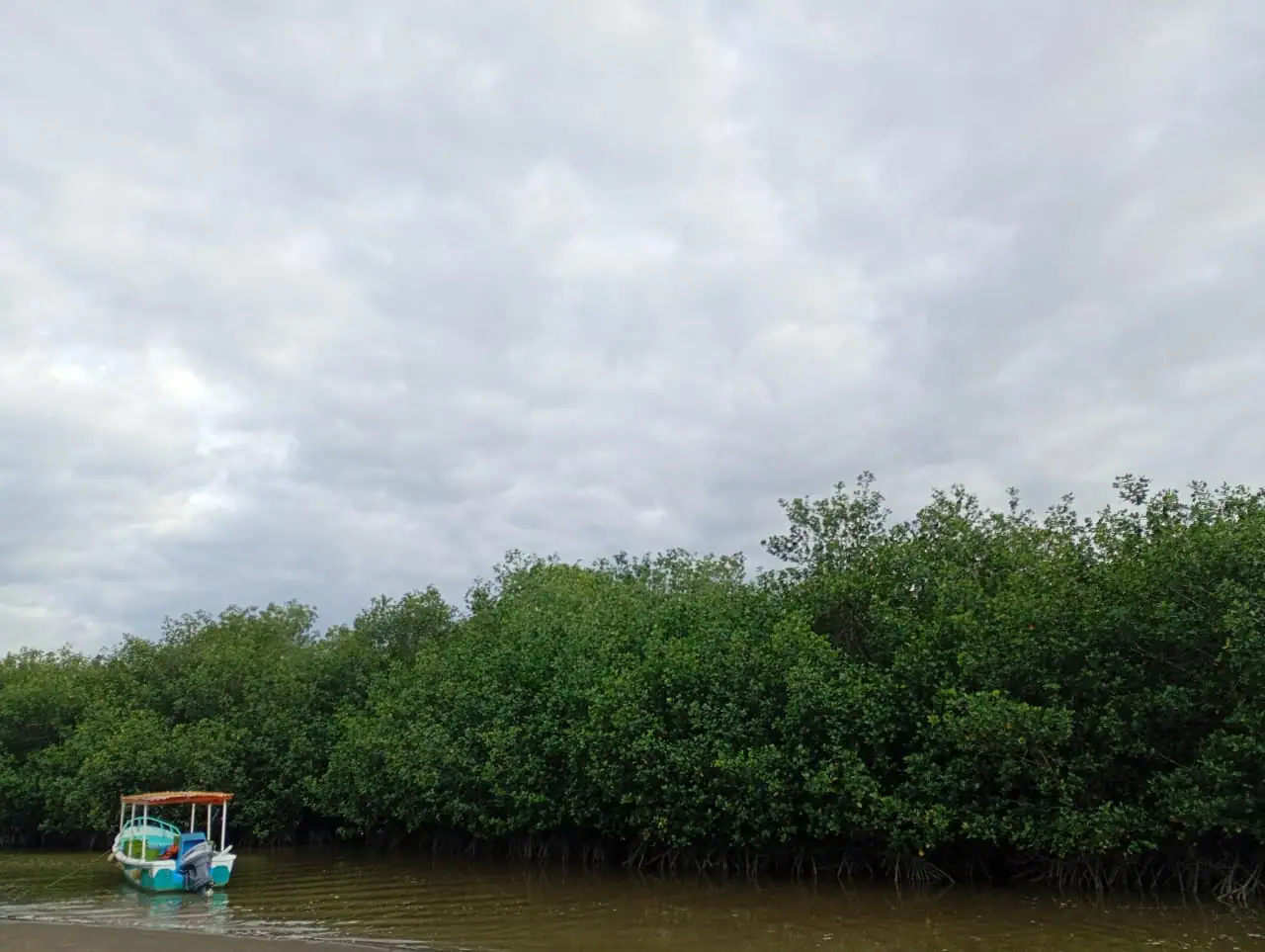 Islas, manglares y cocodrilos - imagen 4
