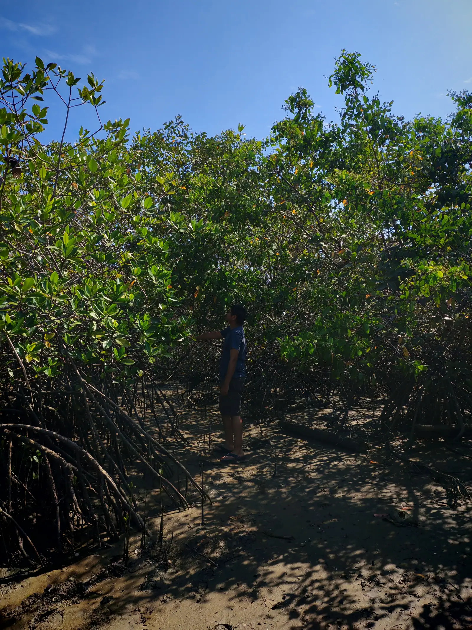 Isla de los Pájaros en Tumbes: tour por manglares en Puerto Pizarro