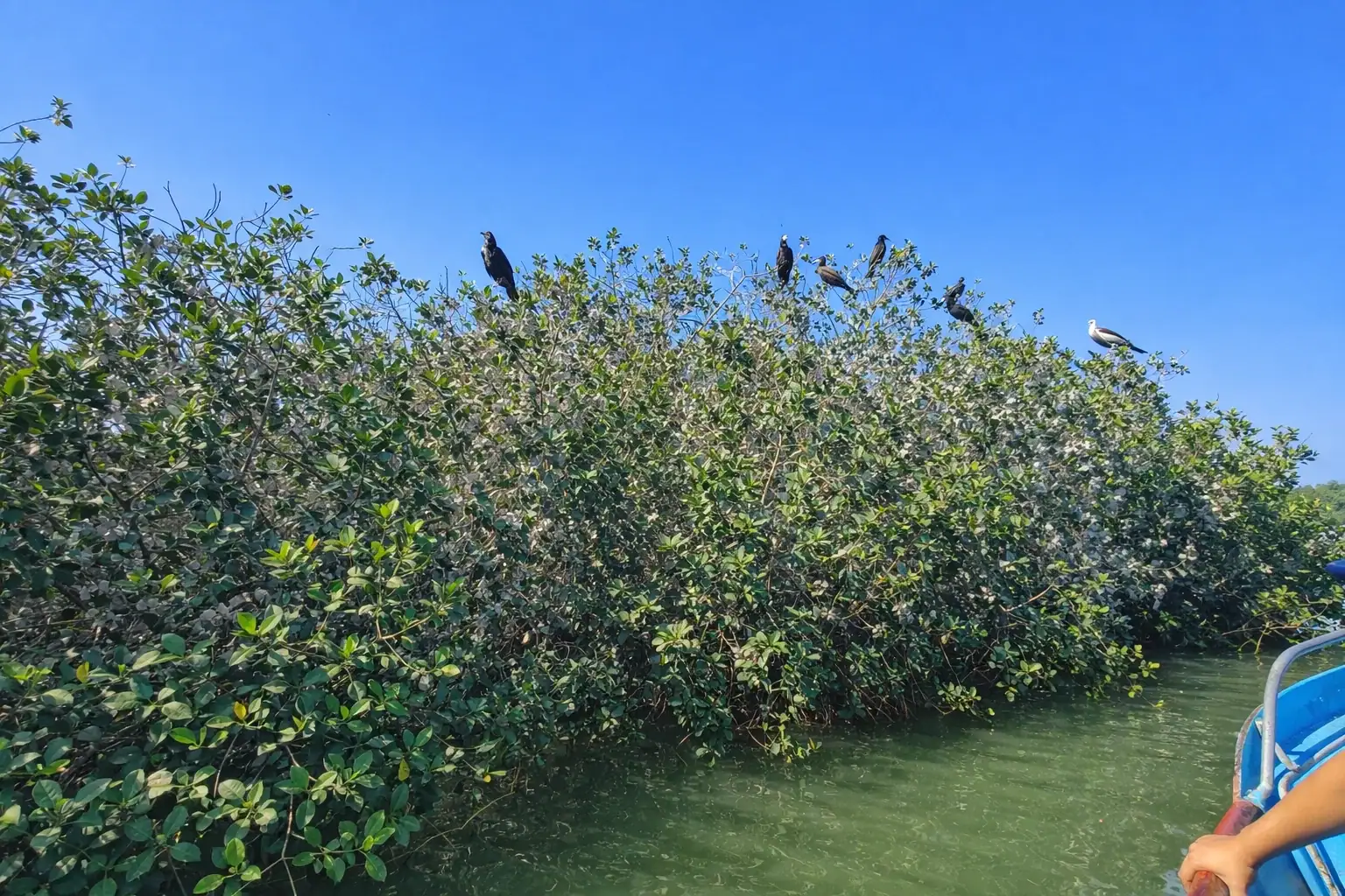 Isla, pajaros y manglares